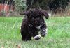Lagotto Romagnolo Welpe Hobbyzucht Züchter Trüffelhund Deutschland Brandenburg Wasserhund nicht haarender Hund Lagotto Welpe abzugeben Kassel Göttingen Lüneburger Heide Züchter braunschimmel