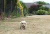 Lagotto Romagnolo Welpen Züchter Deutschland mit Papieren Lagotto Welpe abzugeben Kassel Göttingen Lüneburger Heide Züchter braunschimmel