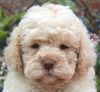 Lagotto Romagnolo Welpe Hobbyzucht Züchter Schleswig Holstein Trüffelhund Deutschland Nordrhein Westfalen Wasserhund nicht haarender Hund Allergikerhund nicht haarender Hund Rassehund Trüffelsuchhund Trüffelhund Familienhund
