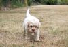 Lagotto Romagnolo Züchter für Rettungshunde Schulbegleithund TherapiehundLebensretter Lagotto Familienfreundlicher Hund nicht haarend