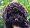 Lagotto Romagnolo Züchter für Rettungshunde Schulbegleithund TherapiehundLebensretter Lagotto Hund zum Trüffel suchen Ausbildung Alternative Doodle Pudel