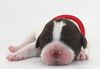 Allergikerhund nicht haarender Hund Rassehund Trüffelsuchhund Trüffelhund Familienhund