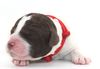 Allergikerhund nicht haarender Hund Rassehund Trüffelsuchhund Trüffelhund Familienhund