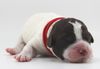 Allergikerhund nicht haarender Hund Rassehund Trüffelsuchhund Trüffelhund Familienhund