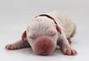 Welpenplanung Lagotto Romagnolo Sachsen Anhalt Brandenburg Hamburg Schleswig Holstein