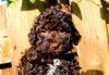 Allergikerhund nicht haarender Hund Rassehund Trüffelsuchhund Trüffelhund Familienhund