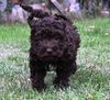 Lagotto Züchter Lausitz Dresden leipzig Sachsen Thüringen Familienhund Hund für Kinder Doodle sieht aus wie Pudel