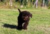 Allergikerhund nicht haarender Hund Rassehund Trüffelsuchhund Trüffelhund Familienhund