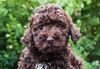 Züchter Lagotto Romagnolo Lagotto Welpe abzugeben Kassel Göttingen Lüneburger Heide Züchter braunschimmel