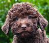 Züchter Lagotto Romagnolo Welpe Hobbyzucht Braunschweig Hannover Magdeburg Halle Leipzig celle Lüneburg Buchholz Seevetal Hund zum Trüffel suchen Ausbildung Alternative Doodle Pudel