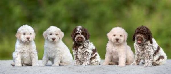 Lagotto Züchter