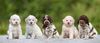 Lagotto Züchter