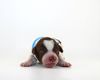 Lagotto Romagnolo Züchter für Rettungshunde Schulbegleithund TherapiehundLebensretter Lagotto Hund zum Trüffel suchen Ausbildung Alternative Doodle Pudel