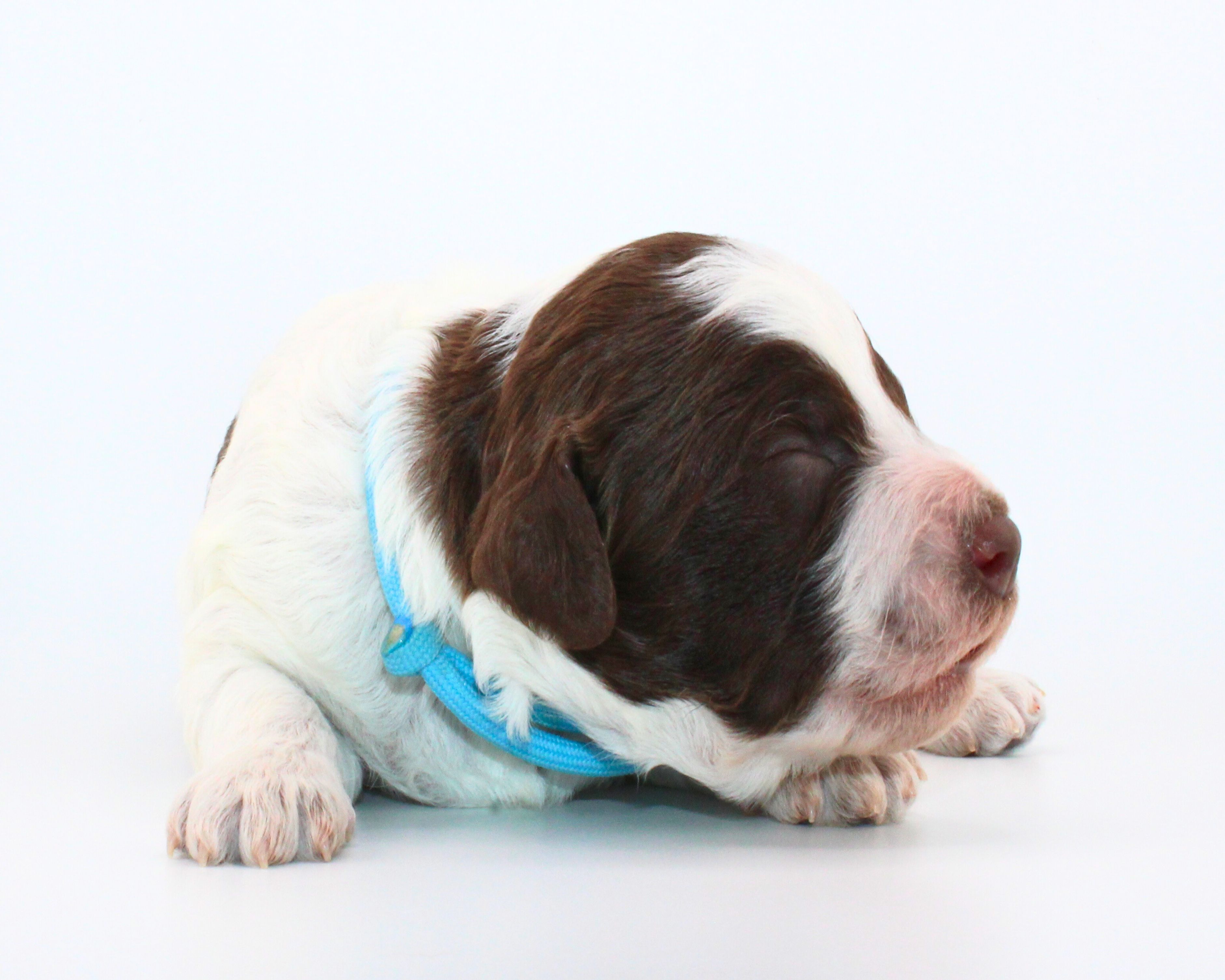 Lagotto Romagnolo Züchter für Rettungshunde Schulbegleithund TherapiehundLebensretter Lagotto  Welpenplanung Lagotto braun orange Welpe abzugeben