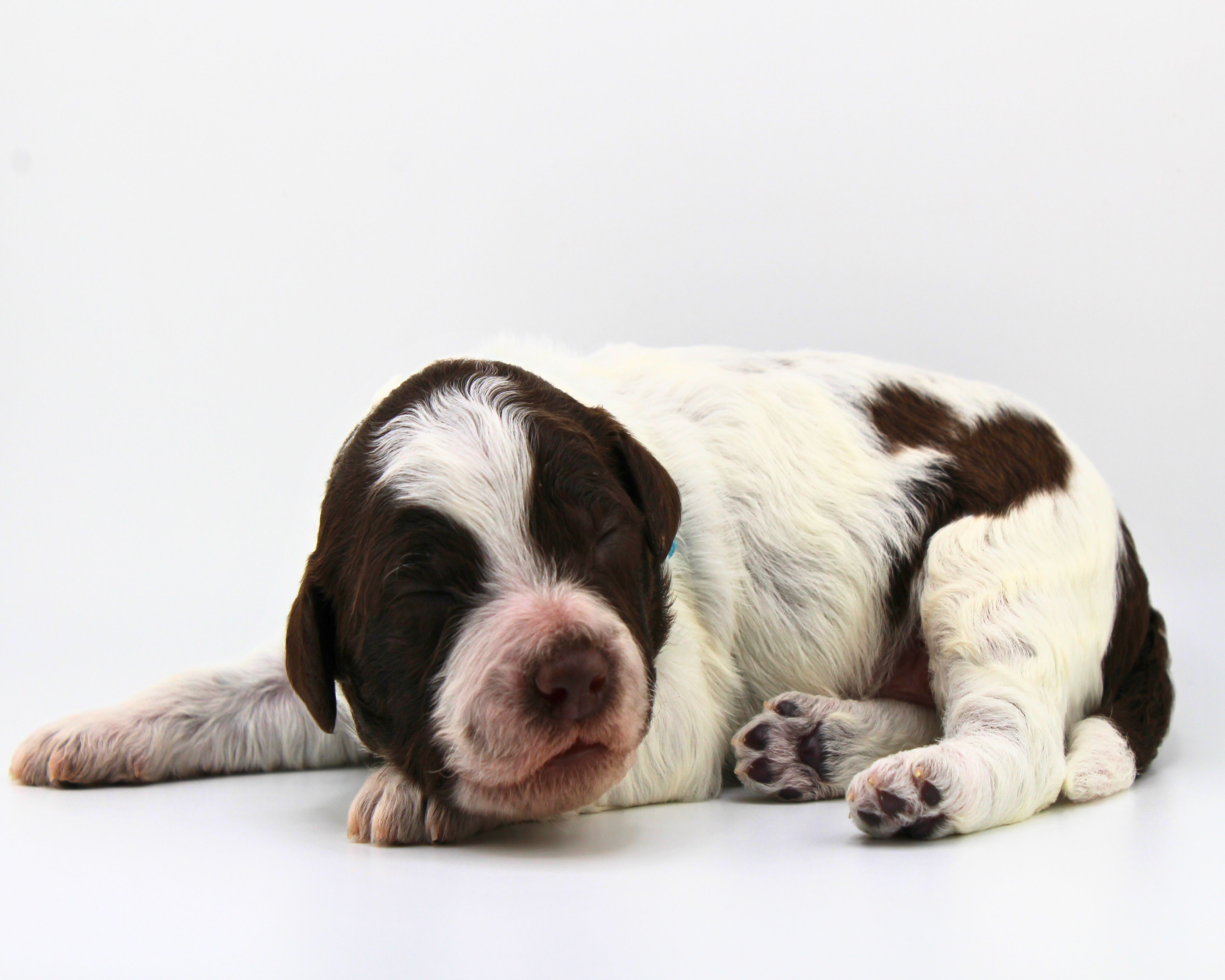 Lagotto Romagnolo Welpen  Welpenplanung Lagotto braun orange Welpe abzugeben