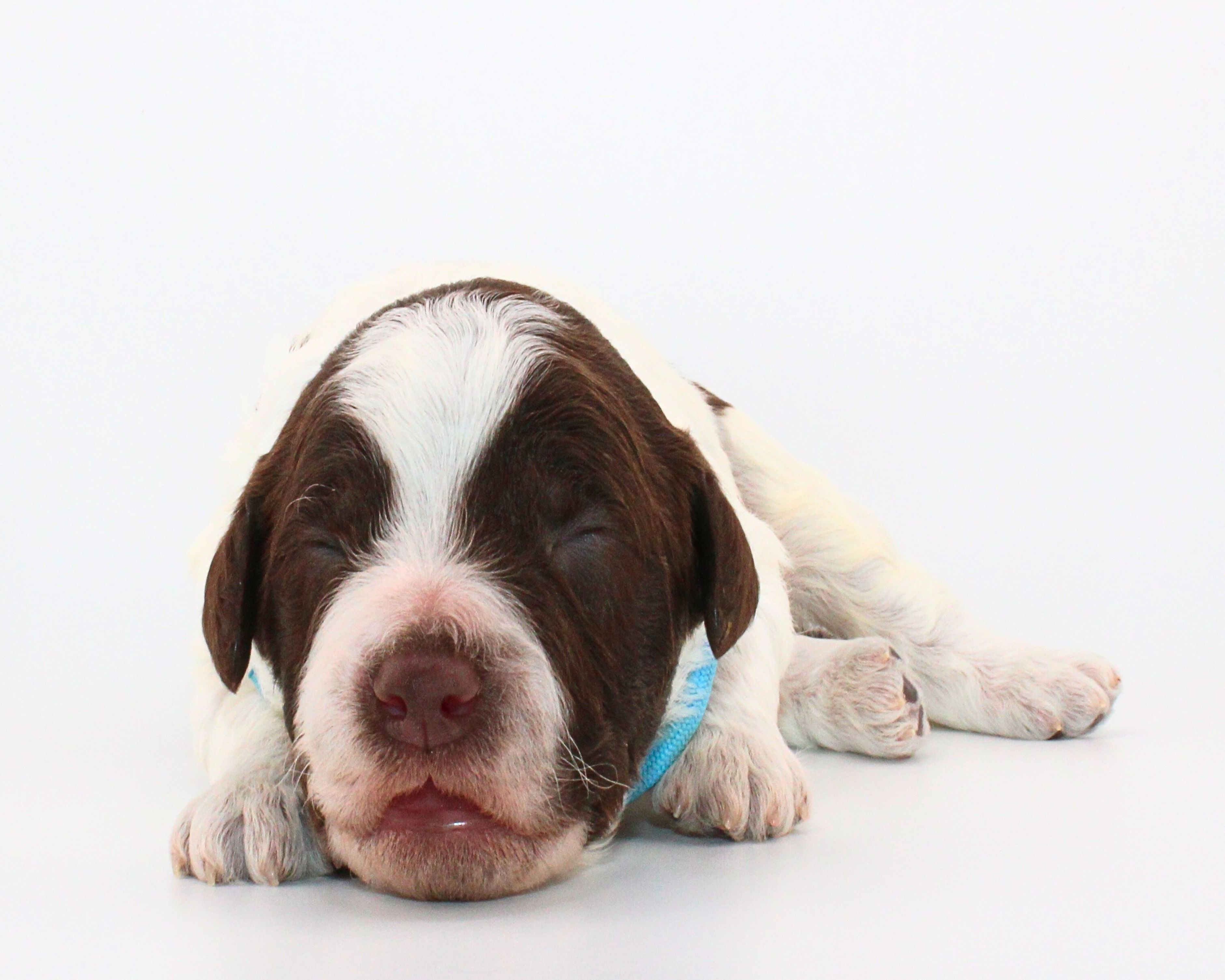 Lagotto Romagnolo Welpe Hobbyzucht Züchter Schleswig Holstein Trüffelhund Deutschland Nordrhein Westfalen  Wasserhund nicht haarender Hund  Familienhund Hund für Kinder Doodle sieht aus wie Pudel