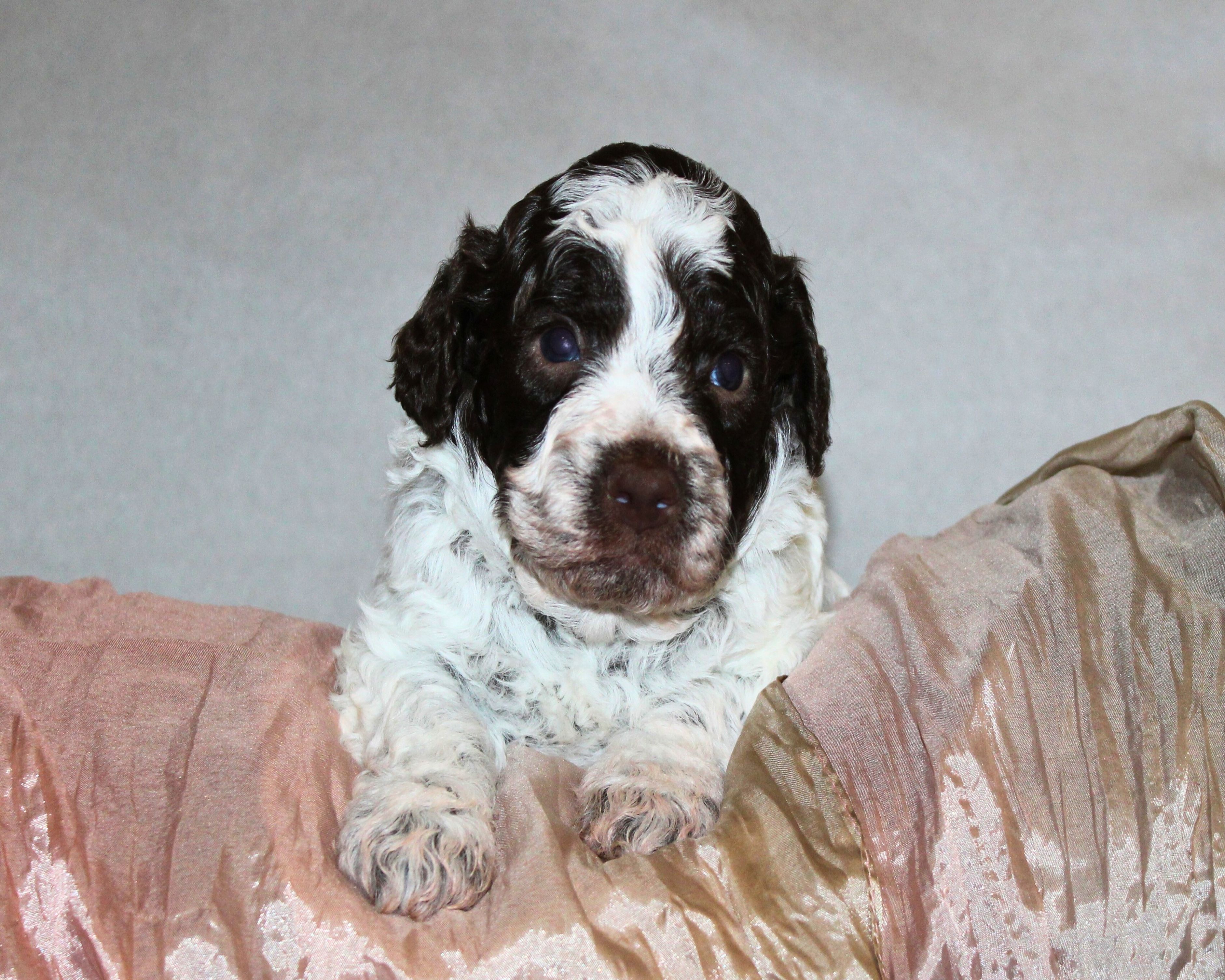 Lagotto Romagnolo Welpe Hobbyzucht Züchter Schleswig Holstein Trüffelhund Deutschland Nordrhein Westfalen Wasserhund nicht haarender Hund Welpenplanung Lagotto braun orange Welpe abzugeben