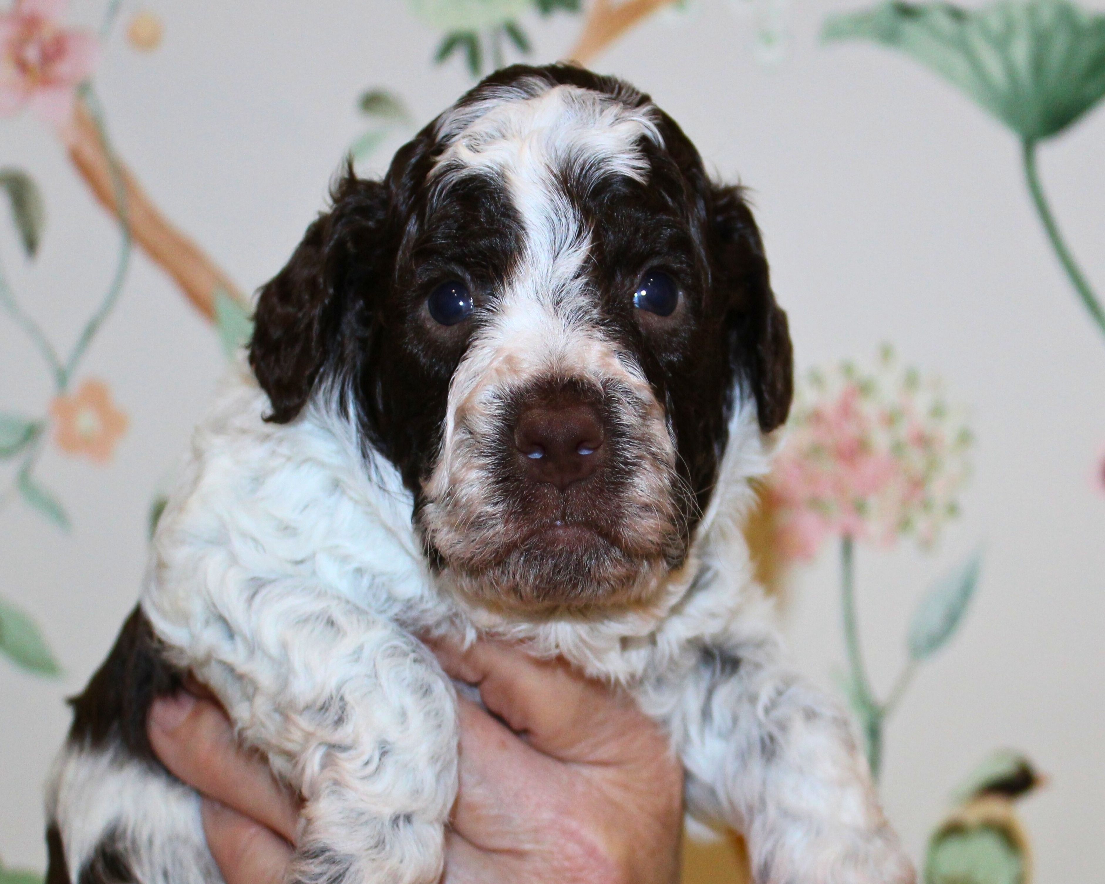 Lagotto Romagnolo Welpe Hobbyzucht Züchter Schleswig Holstein Trüffelhund Deutschland Nordrhein Westfalen Wasserhund nicht haarender Hund perfekter Hund für Rettungshundestaffel Ausbildung zum Spürhund Therapiehund Assistenzhund