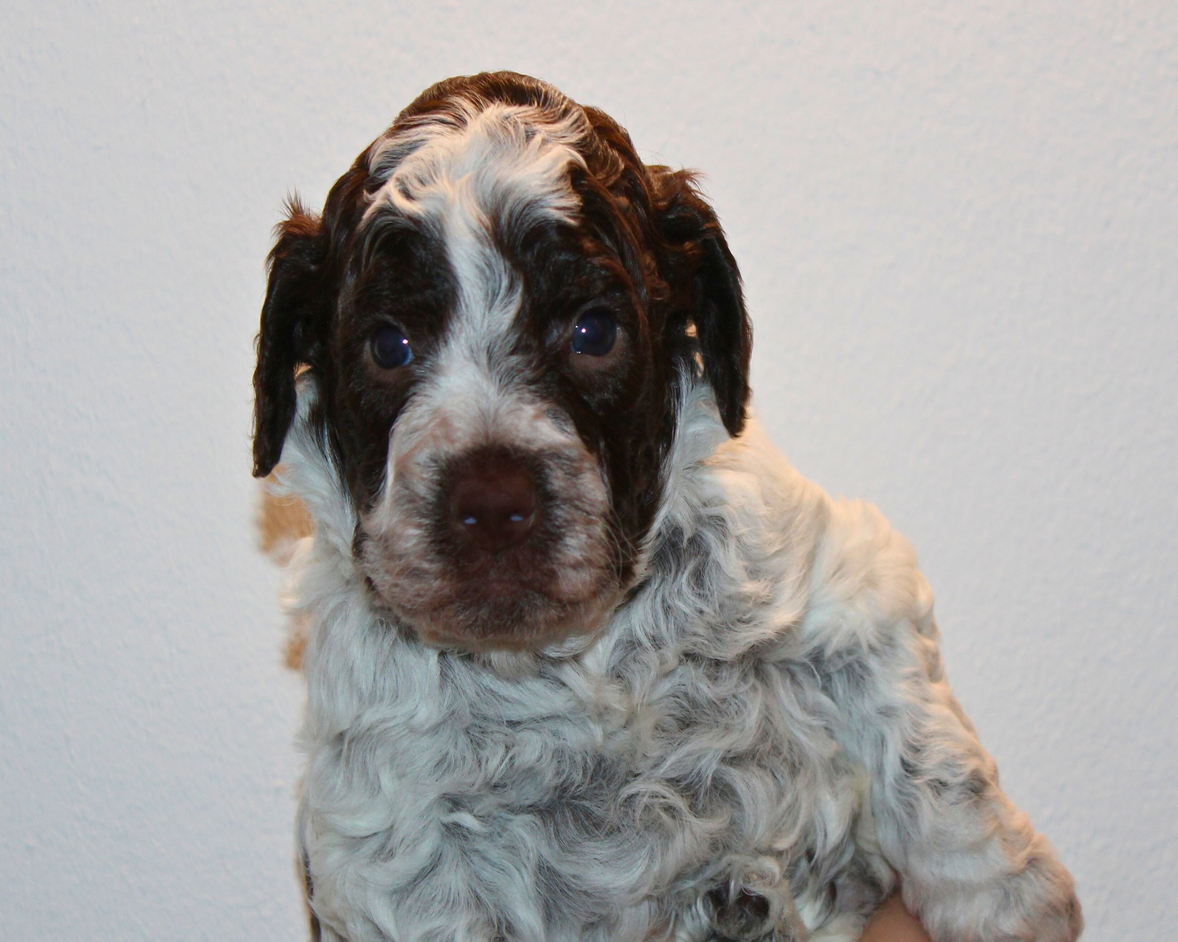 Züchter Lagotto Romagnolo Welpe Hobbyzucht Braunschweig Hannover Magdeburg Halle Leipzig celle Lüneburg Buchholz Seevetal Allergikerhund nicht haarender Hund Rassehund Trüffelsuchhund Trüffelhund Familienhund