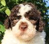 Lagotto Züchter mit Welpen