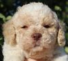 Allergikerhund nicht haarender Hund Rassehund Trüffelsuchhund Trüffelhund Familienhund