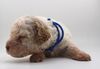 Lagotto nicht haarende Hunderasse Welpe Lagotto in meiner Nähe
