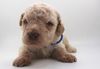 Züchter Lagotto Romagnolo Welpe Hobbyzucht Braunschweig Hannover Magdeburg Halle Leipzig celle Lüneburg Buchholz Seevetal Familienhund für Kinder