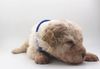 Lagotto Romagnolo Welpe Hobbyzucht Züchter Trüffelhund Deutschland Brandenburg Wasserhund nicht haarender Hund Familienhund für Kinder nicht haarend Assistenzhund Therapiehund