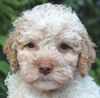 Wasserhund Rasse Familie Kinder Familienhund leicht erziehbar Lagotto Welpe abzugeben Kassel Göttingen Lüneburger Heide Züchter braunschimmel