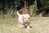 Züchter Lagotto Romagnolo Welpe Hobbyzucht Braunschweig Hannover Magdeburg Halle Leipzig celle Lüneburg Buchholz Seevetal Hund zum Trüffel suchen Ausbildung Alternative Doodle Pudel