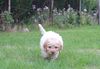 Lagotto Romagnolo Züchter für Rettungshunde Schulbegleithund TherapiehundLebensretter Lagotto Lagotto Welpe abzugeben Kassel Göttingen Lüneburger Heide Züchter braunschimmel