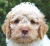 Welpe sofort abzugeben Lagotto Sommerferien 2025 Welpenplanung Lagotto braun orange Welpe abzugeben