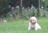 Züchter Lagotto Romagnolo Welpe Hobbyzucht Braunschweig Hannover Magdeburg Halle Leipzig celle Lüneburg Buchholz Seevetal Lagotto Romagnolo Züchter aktuell Welpe mit Ahnentafel