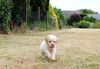 Hundewelpen Lagotto Bielefeld perfekter Hund für Rettungshundestaffel Ausbildung zum Spürhund Therapiehund Assistenzhund