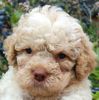 Lagotto Welpen Züchter Hannover Sachsen Anhalt perfekter Hund für Rettungshundestaffel Ausbildung zum Spürhund Therapiehund Assistenzhund