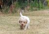 Lagotto Romagnolo Welpe Hobbyzucht Züchter Schleswig Holstein Trüffelhund Deutschland Nordrhein Westfalen Wasserhund nicht haarender Hund Welpenplanung Lagotto
