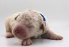 Lagotto Welpen Züchter Niedersachsen Familienhund nicht haarend Hund für Kinder leicht erziehbar