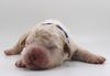 Lagotti Welpe Zucht Niedersachsen Brandenburg Sachsen Anhalt Harz Lüneburger Heide Familienhund für Kinder nicht haarend Assistenzhund Therapiehund