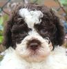 Züchter Lagotto Romagnolo Welpe Hobbyzucht Braunschweig Hannover Magdeburg Halle Leipzig celle Lüneburg Buchholz Seevetal Allergikerhund nicht haarender Hund Rassehund Trüffelsuchhund Trüffelhund Familienhund