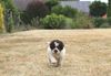 Lagotto Züchter Niedersachsen mit Welpen Hund für Familie