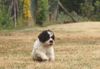 Lagotto Romagnolo Welpe Hobbyzucht Züchter Trüffelhund Deutschland Brandenburg Wasserhund nicht haarender Hund Lagotto Welpe abzugeben