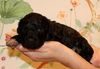 Lagotto Züchter Nähe Magdeburg