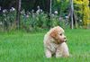 Lagotto Romagnolo Familienhund Lagotto Romagnolo Züchter aktuell Welpe