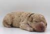 Lagotto Romagnolo Züchter für Rettungshunde Schulbegleithund TherapiehundLebensretter Lagotto jetzt Welpen abzugeben Sachsen Anhalt Lagotti Hündin Rüde braunschimmel braun orange Braun weiß Celle