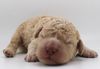 Lagotto Romagnolo Welpen jetzt verfügbar deutsche Zucht Welpenplanung Lagotto braun orange Welpe abzugeben