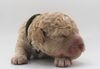 Züchter Lagotto Romagnolo Welpe Hobbyzucht Braunschweig Hannover Magdeburg Halle Leipzig celle Lüneburg Buchholz Seevetal Allergikerhund nicht haarender Hund Rassehund Trüffelsuchhund Trüffelhund Familienhund