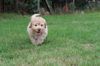 Lagotto Welpe mit Papieren italienischer wasserhund welpen