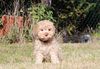 Lagotto Romagnolo Welpe Hobbyzucht Züchter Schleswig Holstein Trüffelhund Deutschland Nordrhein Westfalen Wasserhund nicht haarender Hund Hund zum Trüffel suchen Ausbildung Alternative Doodle Pudel