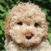 Lagotto Romagnolo Welpen Niedersachsen Allergikerhund nicht haarender Hund Rassehund Trüffelsuchhund Trüffelhund Familienhund
