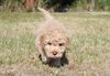 Züchter Lagotto Romagnolo Welpe Hobbyzucht Braunschweig Hannover Magdeburg Halle Leipzig celle Lüneburg Buchholz Seevetal Lagotto Welpe abzugeben Kassel Göttingen Lüneburger Heide Züchter braunschimmel